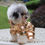 Miniaturbild: Winter Pet Kleidung Welpen Hund Kleidung vierbeinigen Baumwolle