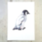 Penguin Side