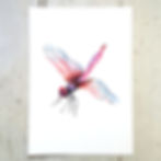 Pink Dragonfly