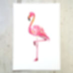 Flamingo