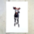 Okapi