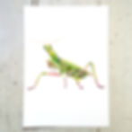 Praying Mantis