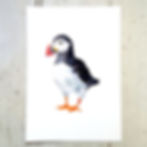 Puffin