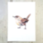 Wren