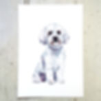 Bichon Frise