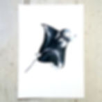Manta Ray 1