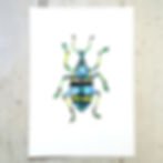 Weevil