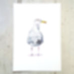 Herring Gull