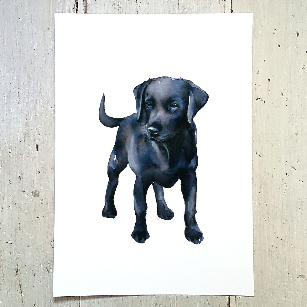Black Labrador
