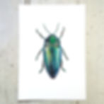 Jewel beetle