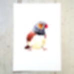 Zebra Finch