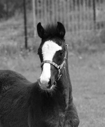 13220916_608215886001245_3288699487569433557_n_edited