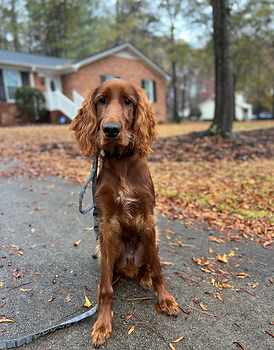 irish setter, puppy school, dog training, obedience training