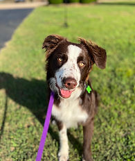 australian shepherd, puppy school, dog training, obedience training