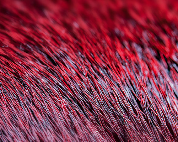 Thumbnail: Blood Red