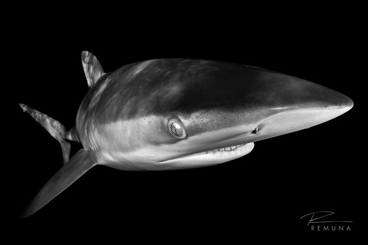20210718_Florida_West_Palm_Sharks_Nikon_D850_132E_PS_BW_sRGB_WM.jpg
