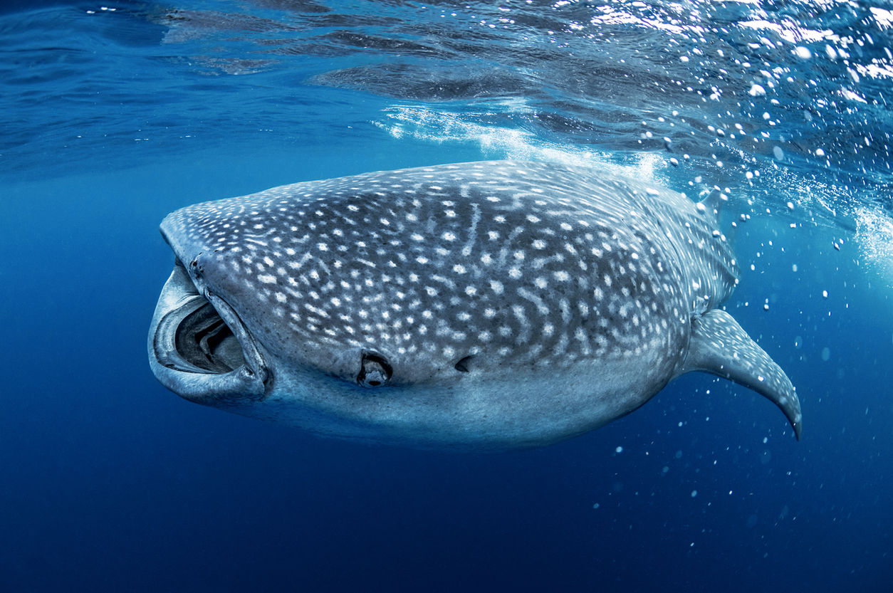 20210906_Yucutan_Whale_Sharks_Manta_Rays_Nikon_D850_084E_PS_SRGB_RS.jpg