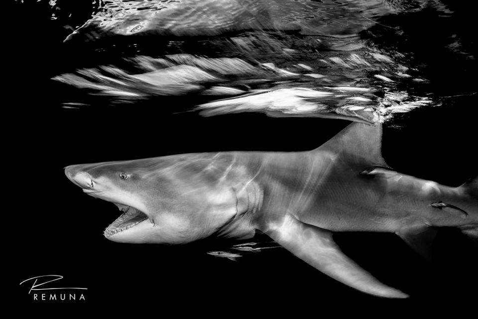 20221222_Florida_Jupiter_Shark_Dive_Lemons_Bulls_Nikon_D850_034E_PS_BWE.jpg