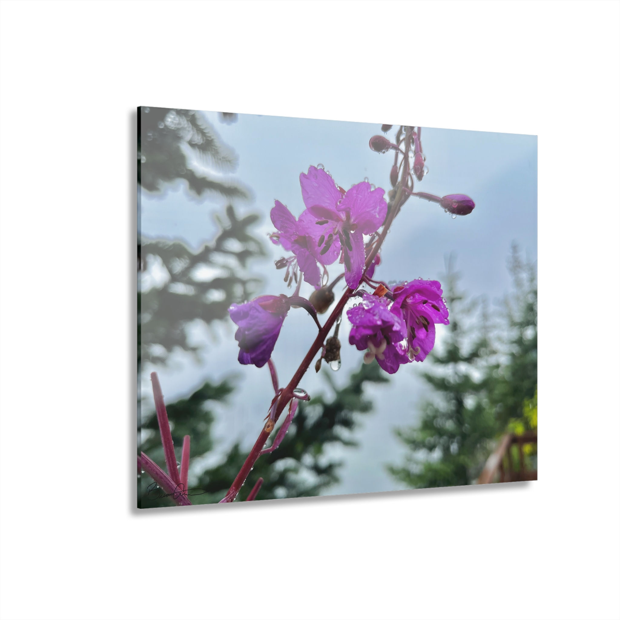 Fireweed Flower Acrylic Print (French Cleat Hanging)