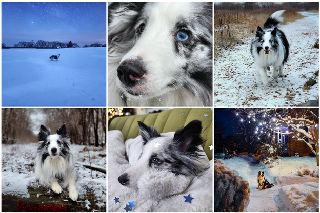 Bucket The Sheltie on Instagram on Unrelated