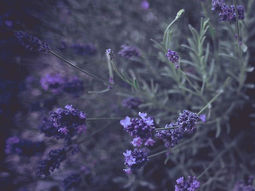 From Daydreams To Nightmares: A Cautionary Tale of Self-Destruction & Redemption