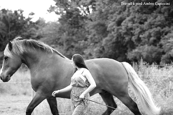 Travail à pied Ecole Tango Equestre Ambre Capiccini.jpg