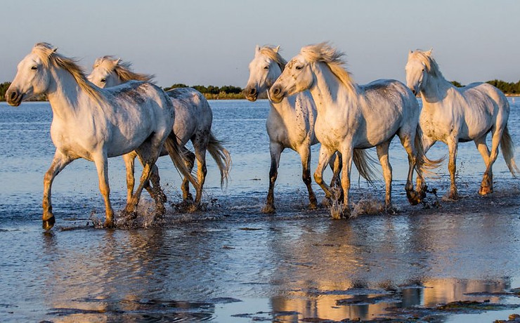 chevaux-camargue-istock.jpeg