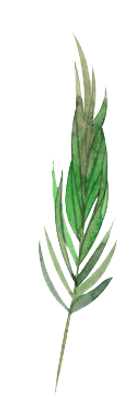 Feuilles2.png
