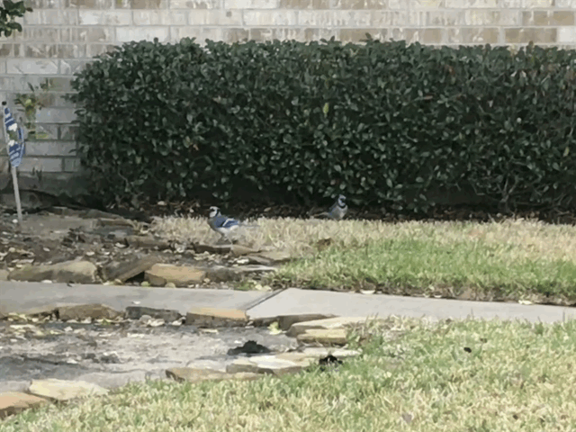 Blue Jays Motion