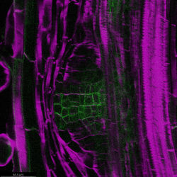 PIN1 citrin_ 0h LR_Seedling 3_40x_0.5 stack_VIII_z47