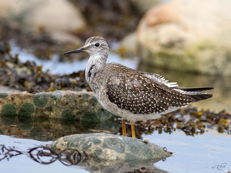 Petit chevalier 4920