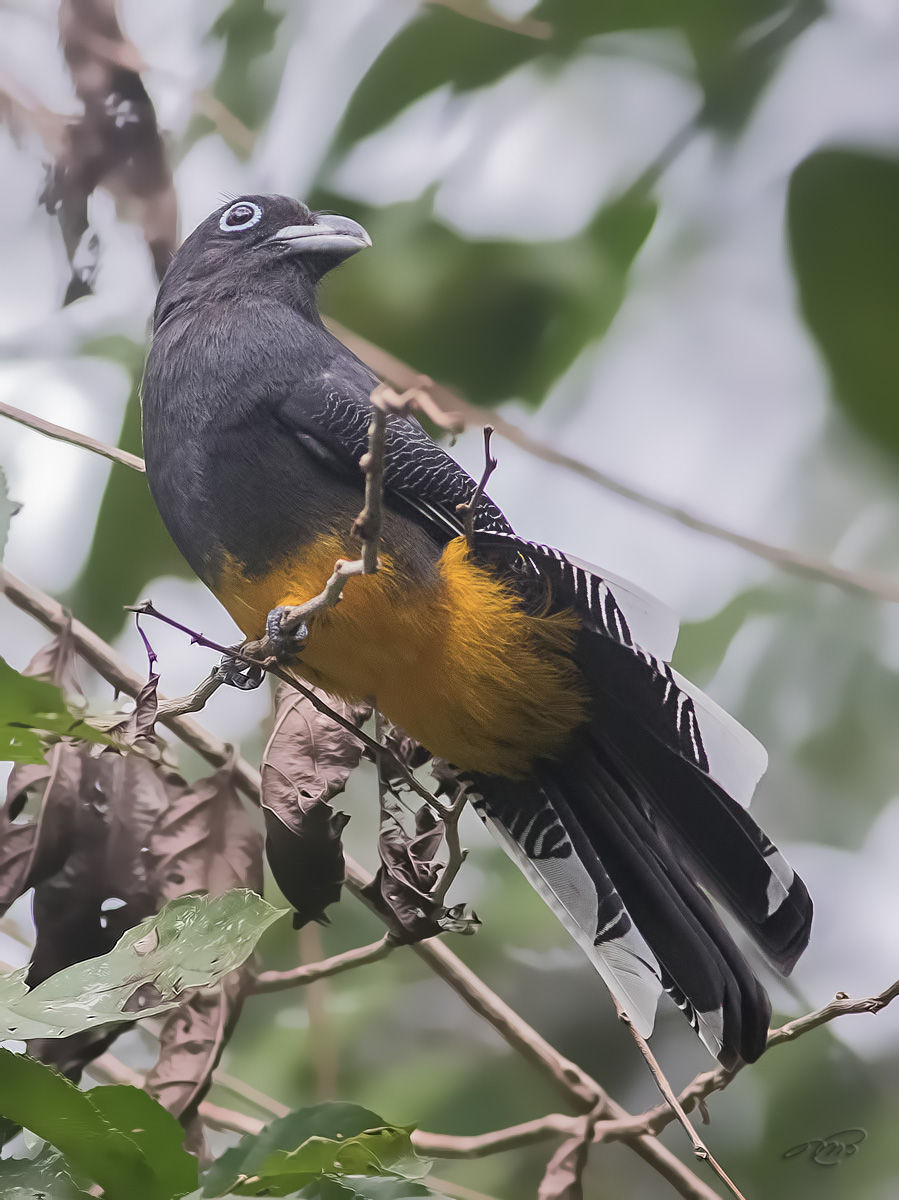 Trogon violacée 2046