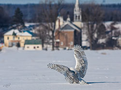 Harfang des neiges 2361