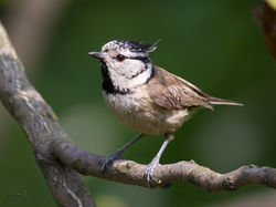 Mésange huppée 6740