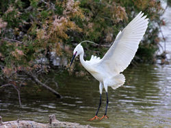 Aigrette garzette 3353