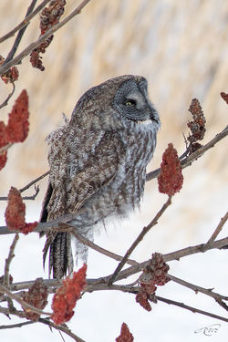 Chouette lapone-1I5A1234