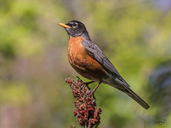 Merle d'Amérique 3173