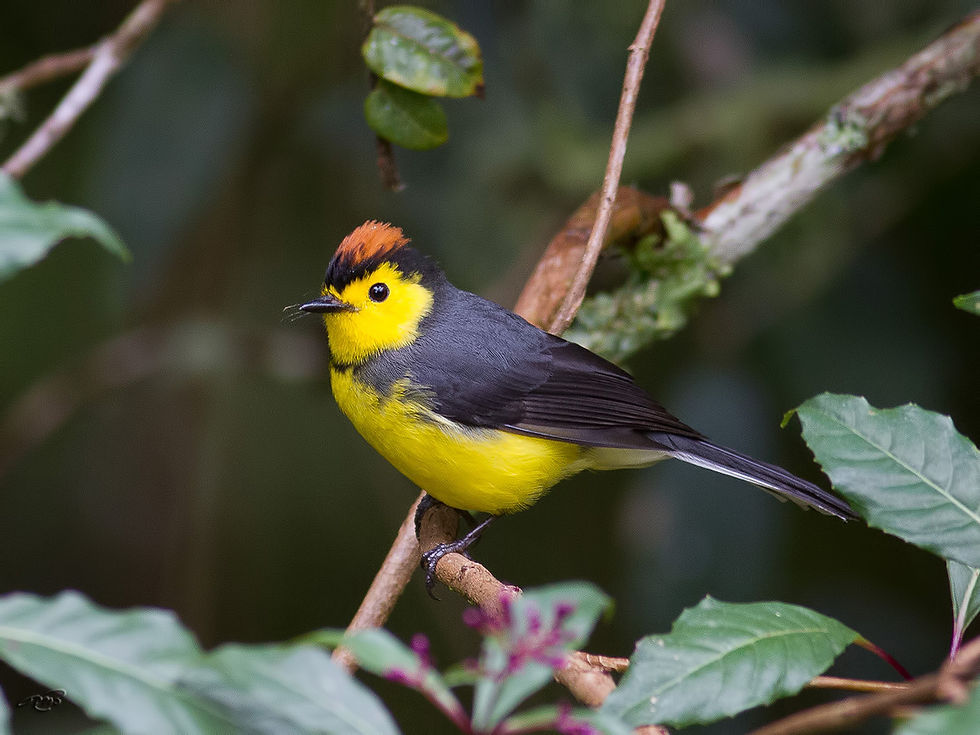 Paruline ceinturée 3817