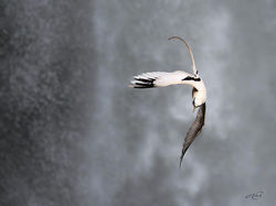 Phaéton_à_bec_jaune-1I5A7289