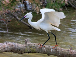 Aigrette garzette 3355