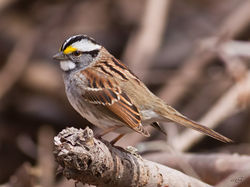 Bruant à gorge blanche 3902