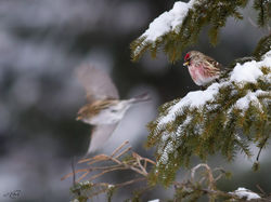 Sizerin flammé 9394