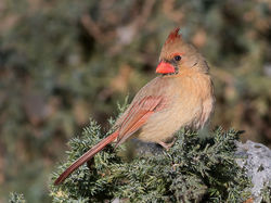cardinal-1I5A1078