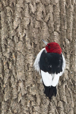 Pic_à_tête_rouge-1I5A9407