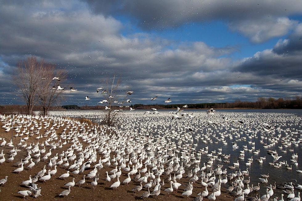 Oies des neiges 9424