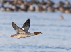 grand harle-1I5A6636