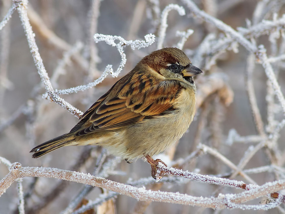 Moineau domestique 8178