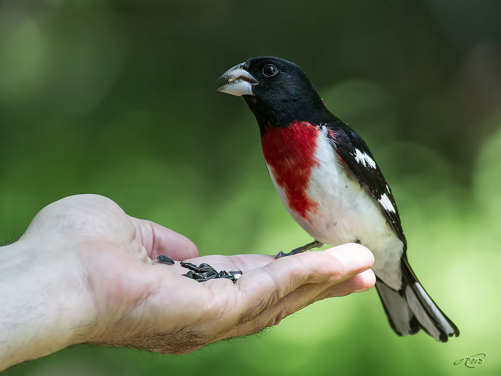 Cardinal à poitrine rose 1000