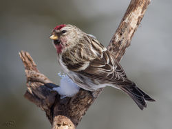 Sizerin flammé 3900