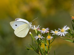 Piéride du trèfle 5370